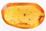 Three Fossil Biting Midges (Ceratopogonidae) in Baltic Amber #367532-1